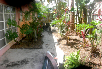 landscape cleanup and renovation